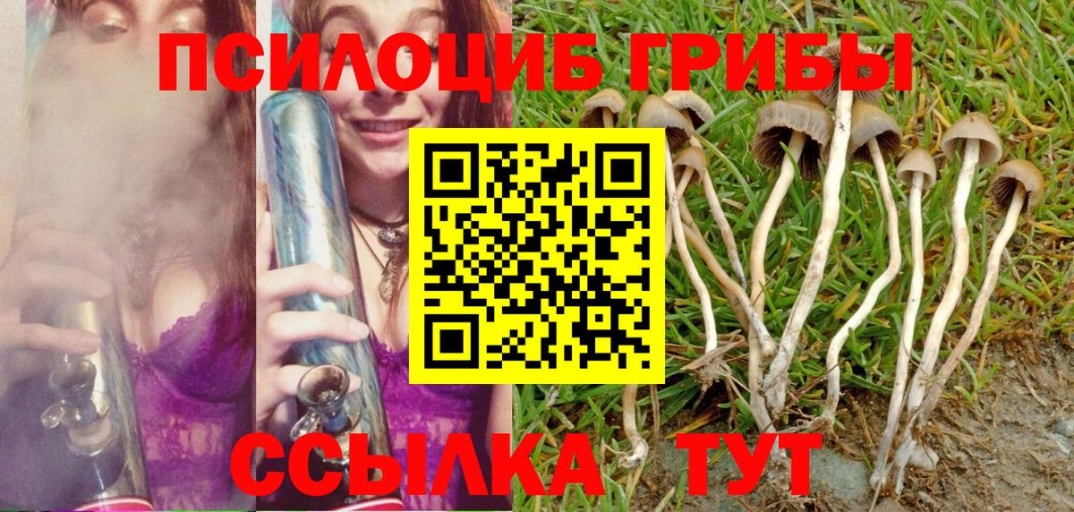 Галлюциногенные грибы Psilocybe Строитель